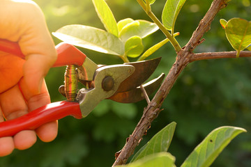 Tips For Tree Pruning