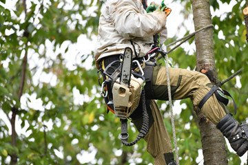 Types of Tree Care